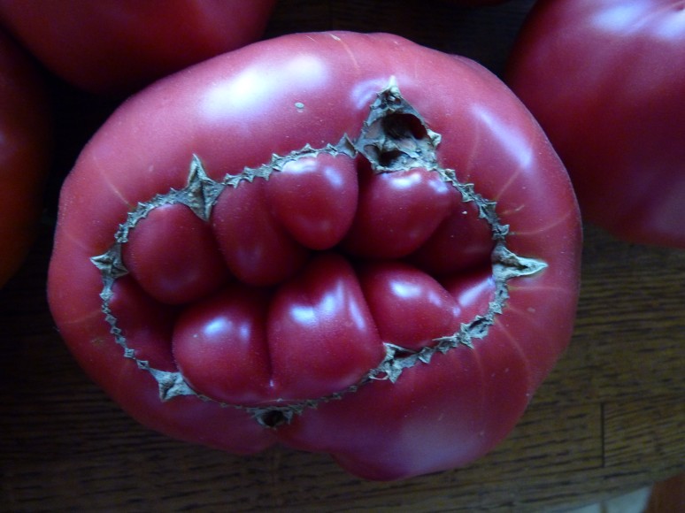 David's Heirloom Tomato